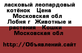 ласковый леопардовый котёнок › Цена ­ 5 000 - Московская обл., Лобня г. Животные и растения » Кошки   . Московская обл.